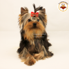 Foto №3. Reinrassiger Yorkshire Terrier Welpe. Internationale Dokumente der KSU.. Ukraine