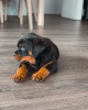 Foto №4. Ich werde verkaufen rottweiler in der Stadt Gothenburg. züchter - preis - 473€