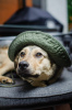 Foto №1. mischlingshund - zum Verkauf in der Stadt Москва | Frei | Ankündigung № 67353