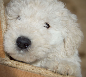 Zusätzliche Fotos: Komondor