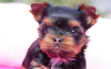 Foto №1. chihuahua, yorkshire terrier - zum Verkauf in der Stadt Berlin | 284€ | Ankündigung № 97259