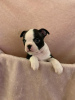 Foto №3. Entzückende Boston Terrier-Welpen zur kostenlosen Adoption. Deutschland