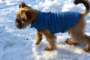 Foto №3. Brüsseler Griffon. Russische Föderation