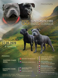 Foto №1. staffordshire bull terrier - zum Verkauf in der Stadt St. Petersburg | 607€ | Ankündigung № 7243