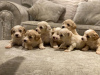 Foto №3. maltipoo puppies now available. Deutschland