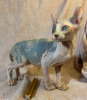 Foto №1. sphynx cat - zum Verkauf in der Stadt St. Petersburg | 199€ | Ankündigung № 31169