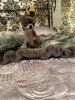 Foto №1. chihuahua - zum Verkauf in der Stadt Nottingham | 350€ | Ankündigung № 18143