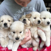 Foto №3. Gesunde, süße Golden Retriever-Welpen stehen jetzt zum Verkauf. Australien