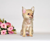 Foto №3. Schönes braunes Haar mit einer Schokoladennase. Chihuahua-Junge.. Russische Föderation