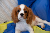 Foto №3. Welpen Cavalier King Charles Spaniel. Tschechische Republik