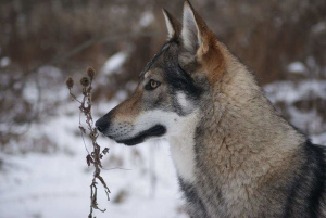 Zusätzliche Fotos: Tschechoslowakische Wolfshundewelpen zu verkaufen