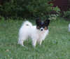 Foto №3. Papillon Welpen aus dem Zwinger!. Ukraine