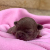 Foto №3. Chihuahua-Welpen brauchen ein neues Zuhause. Kontaktieren Sie WhatsApp-Info. Schweden