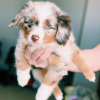 Foto №1. australian shepherd - zum Verkauf in der Stadt Гамбург | 410€ | Ankündigung № 86615