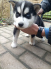 Foto №2 zu Ankündigung № 89574 zu verkaufen siberian husky - einkaufen Schweden quotient 	ankündigung