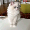 Foto №2 zu Ankündigung № 121720 zu verkaufen ragdoll-katze - einkaufen Russische Föderation züchter