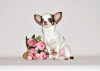 Zusätzliche Fotos: Schöne Miniaturprinzessin. Chihuahua-Mädchen.