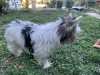 Foto №4. Ich werde verkaufen yorkshire terrier in der Stadt Ioannina. züchter - preis - verhandelt