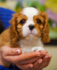 Foto №2 zu Ankündigung № 95860 zu verkaufen cavalier king charles spaniel - einkaufen Deutschland quotient 	ankündigung