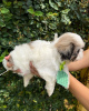 Foto №3. Beautiful female KC registered shihtzu pup. USA