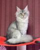 Foto №1. maine-coon-katze - zum Verkauf in der Stadt Texas City | 473€ | Ankündigung № 105634