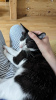 Foto №3. Selling a Friendly 7-Month-Old Male Cat Oliver. Deutschland