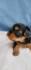 Foto №1. yorkshire terrier - zum Verkauf in der Stadt Rochester | 473€ | Ankündigung № 101290