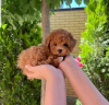 Foto №3. Teacup Pudelwelpen zur Adoption Business WhatsApp 37256062792. Finnland