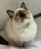 Foto №1. ragdoll-katze - zum Verkauf in der Stadt Kalisz | 600€ | Ankündigung № 71276