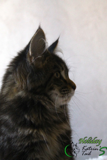 Foto №3. Maine Coon Holiday Schwarzer Marmor. Russische Föderation