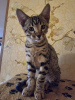 Foto №4. Ich werde verkaufen savannah-katze in der Stadt Tallinn. züchter - preis - 1500€