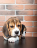 Foto №1. beagle - zum Verkauf in der Stadt Quedlinburg | 400€ | Ankündigung № 103659