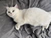Zusätzliche Fotos: Ich verkaufe eine Katze. Farbe silber chinchilla