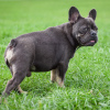 Foto №3. Französische Bulldogge blau und braun. Russische Föderation