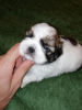 Foto №3. Shih Tzu. Estland