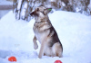 Foto №2 zu Ankündigung № 87761 zu verkaufen osteuropäischer schäferhund - einkaufen Russische Föderation quotient 	ankündigung