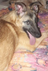 Foto №1. mischlingshund - zum Verkauf in der Stadt Краснокамск | Frei | Ankündigung № 9322