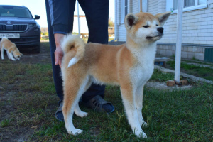 Zusätzliche Fotos: Schicke Welpen Akita Inu