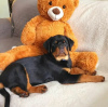 Foto №2 zu Ankündigung № 63285 zu verkaufen rottweiler - einkaufen Polen quotient 	ankündigung