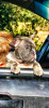 Zusätzliche Fotos: französische bulldogge welpen blue merle