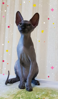 Foto №1. sphynx cat - zum Verkauf in der Stadt Odessa | 337€ | Ankündigung № 3003