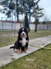 Foto №3. Berner sennenhund welpen. Polen