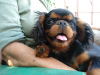 Foto №4. Ich werde verkaufen english toy terrier in der Stadt Krivoy Rog. züchter - preis - 430€