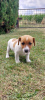 Foto №3. Niedliche Jack-Russell-Terrier-Welpen. Polen