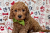 Foto №3. Wunderschöne Cavapoo-Welpen zur kostenlosen Adoption. Deutschland