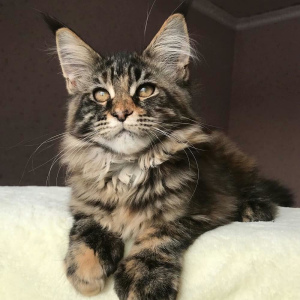 Foto №2 zu Ankündigung № 1627 zu verkaufen maine-coon-katze - einkaufen Russische Föderation vom kindergarten