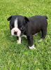 Foto №3. Entzückende Boston Terrier-Welpen zur kostenlosen Adoption. Deutschland