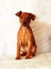 Foto №3. Miniatur Pinscher Welpen. Weißrussland