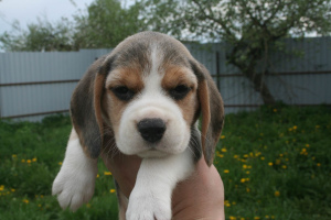 Zusätzliche Fotos: Beagle-Welpen vom Champion, Ratenzahlung, Lieferung, Zwinger "Dogstyle
