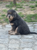Zusätzliche Fotos: Tibetanischer Mastiff, blaue und braune Hunde